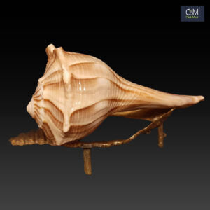 100% Original Nakula Shankha – Divine Mahabharata Conch Shell with Stand for Pooja and Home Temple Decor